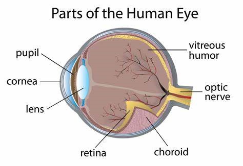 Diagram of the human eye highlighting the cornea, pupil, lens, vitreous humor, retina, choroid and optic nerve