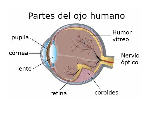 Diagrama del ojo humano señalando la córnea, pupila, cristalino, retina, coroide y nervio óptico